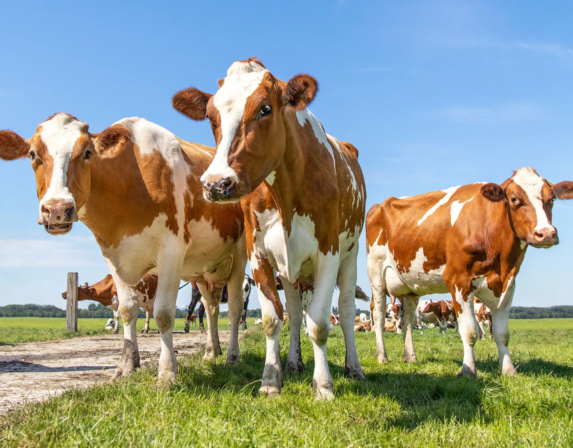 How Beneficial Microbes Can Help A Healthy Farms-3