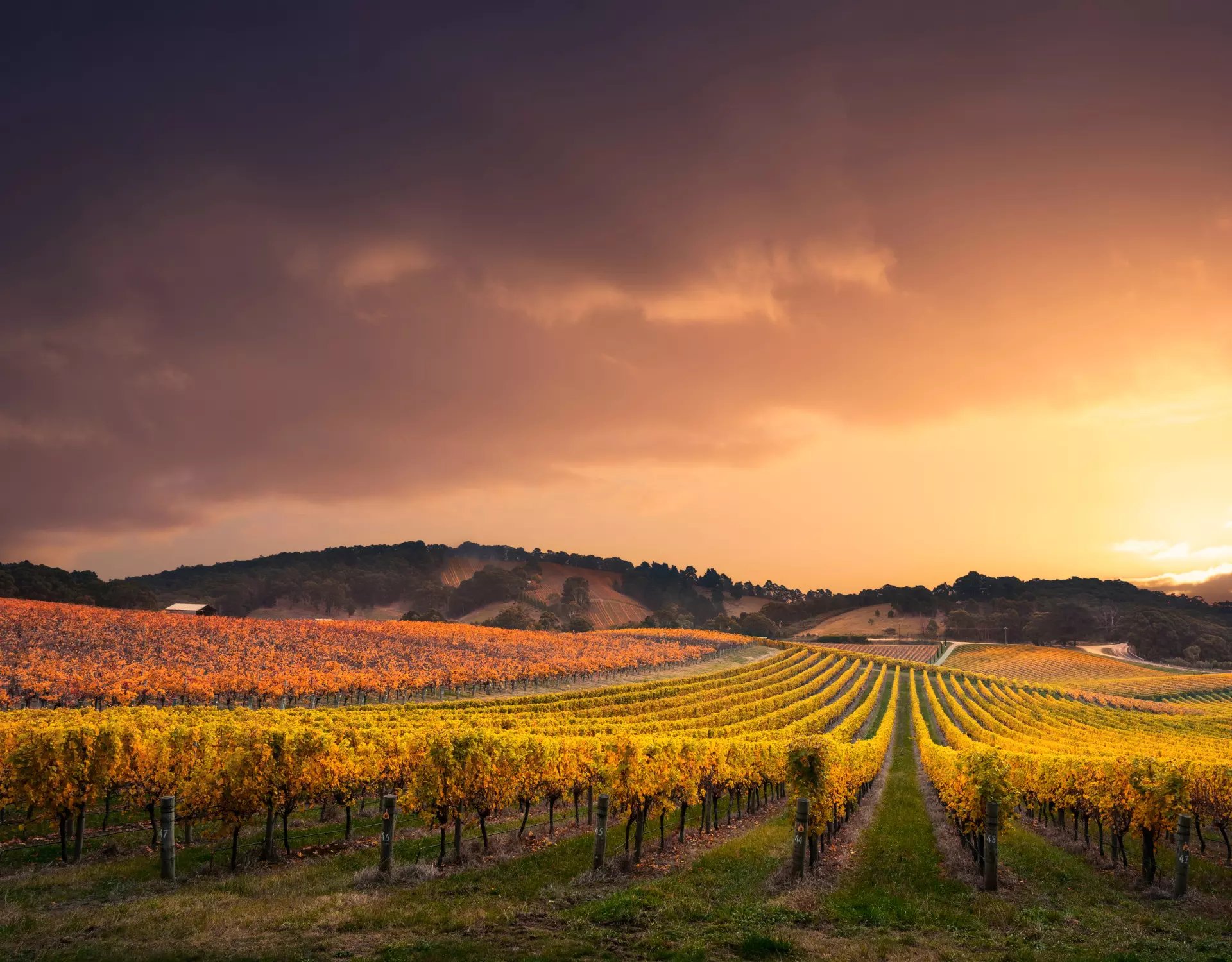 Analyzing the impact of agroforestry on the soil in vineyards 1