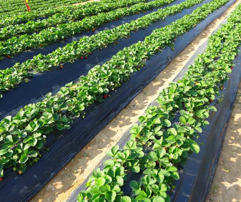 Soil Health Glossary - Crops Image