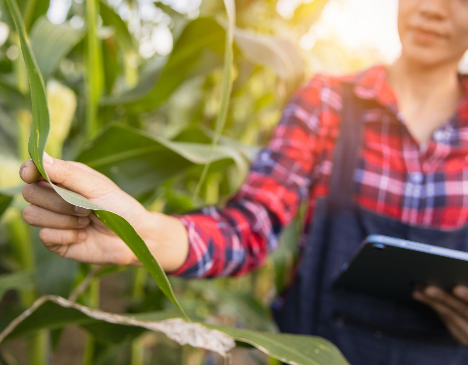 Mejoraa la Salud del Suelo con BeCrop®