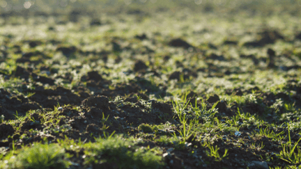 El microbioma del suelo y su impacto en la nutrición de las plantas