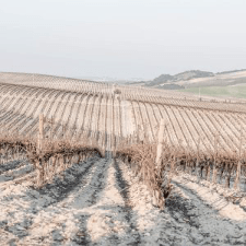 Analizar microbioma de suelo con BeCrop