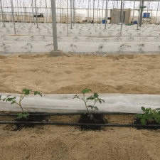 La tecnología BeCrop®